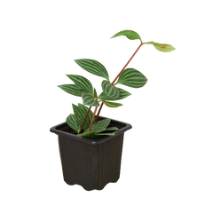 Peperomia 'Parallel' - photo 3