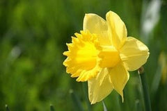 25 Wild Daffodil Bulbs - Narcissus pseudonarcissus, Yellow Spring Blooms | Ships as 25 dormant bulbs, no pot. Naturalizing wild daffodil, pale-yellow spring trumpets. Hardy USDA zones 3-10.