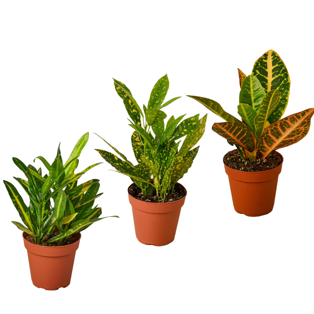 3 Croton Variety Pack live houseplant