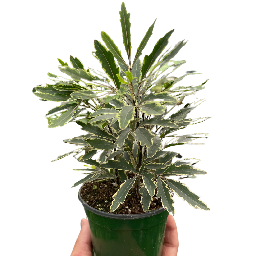 Aralia 'Bianca' live houseplant