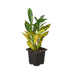 Croton 'Gold Dust' - photo 2