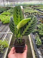 Maranta 'Lemon Lime' - photo 4