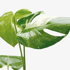 Monstera 'Thai Constellation' - photo 2