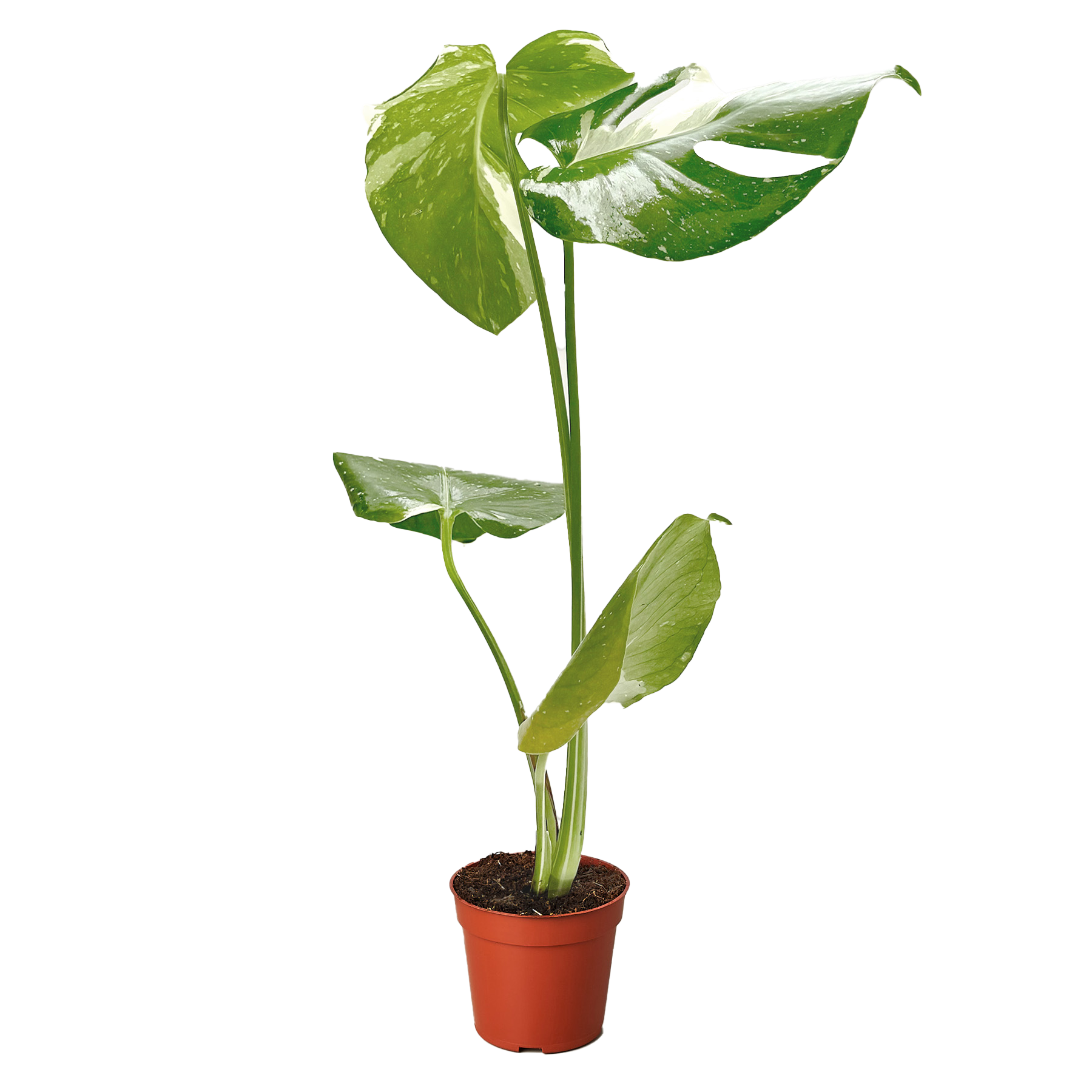 Monstera 'Thai Constellation' live houseplant