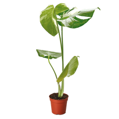 Monstera 'Thai Constellation' live houseplant
