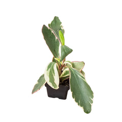 Peperomia 'Ginny' - photo 4