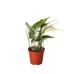 Pothos 'Mutant Manjula'