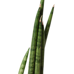 Snake Plant Cylindrica - photo 2