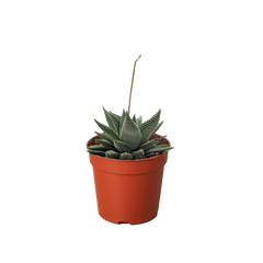 Succulent Haworthia Miami live houseplant