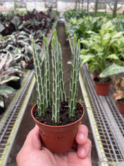 Senecio Stapeliiformis Pickle Plant - photo 4