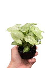 Syngonium 'Moonshine' - photo 4