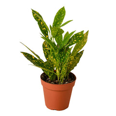 Croton 'Gold Dust' live houseplant