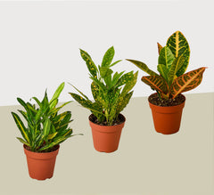 3 Croton Variety Pack - photo 2