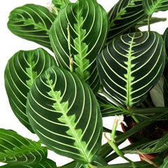 Maranta 'Lemon Lime' - photo 2