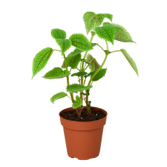 Pilea 'Moon Valley' live houseplant
