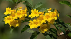 Set of 2 Tecoma Stans Yellow Bells Live Plants, 4-8 Inches | Yellow Bells Trumpet Flowering Shrub, USDA Zones 8 to 11, Full Sun, No Pot