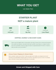 Set of 2 Sunshine Blue Blueberry Live Plants, 4-8 Inches | Dwarf Low-Chill Blueberry Bush, USDA Zones 5 to 10, Full Sun, No Pot