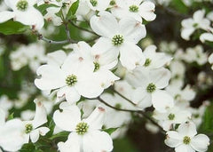 White Dogwood Tree Live Plant in Quart Pot, 10-16 in (Cornus Florida) | Ships as a live starter tree, 10-16 in tall in a quart pot. Native dogwood with white spring blooms. Hardy USDA zones 5-9.