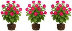 Set of 3 Coleus Florida Sun Rose Live Plants, Vivid Multicolor Foliage Plant, USDA Zones 10 to 11, Partial Shade