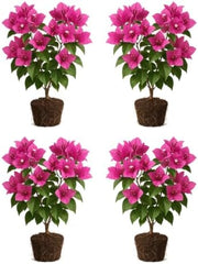 Set of 4 Bougainvillea Pink Live Plants, Vibrant Colorful Bract Flowering Vine for Trellis, USDA Zones 9 to 11, Full Sun