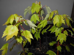 Red Maple Tree Live Plant in 4 in Pot, 12-16 in Tall - Acer rubrum | Ships as a live starter tree about 12-16 in tall in a 4 in nursery pot. Brilliant red fall color. Hardy in USDA zones 3-9.