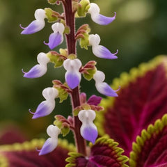 Set of 3 Coleus Florida Sun Rose Live Plants, Vivid Multicolor Foliage Plant, USDA Zones 10 to 11, Partial Shade