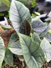 Alocasia Platinum Live Starter Plant, 4-8 Inches | Silvery-Blue Metallic Sheen Leaves, USDA Zones 10 to 11, Partial Shade, No Pot