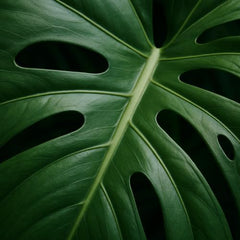Monstera Thai Constellation Live Plant, Split Leaf Tropical Climbing Houseplant, USDA Zones 10 to 12, Partial Shade