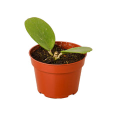 Hoya Obovata live houseplant