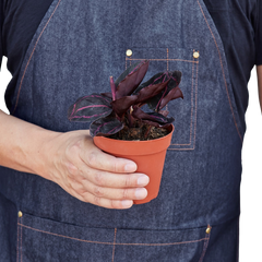 Calathea 'Dottie' - photo 3