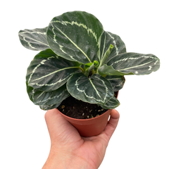 Calathea 'Green Goddess' live houseplant