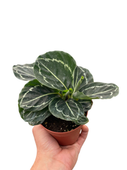 Calathea 'Green Goddess' - photo 3