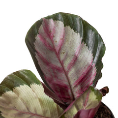 Calathea roseopicta 'Silvia' - photo 2