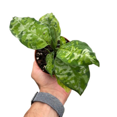 Chinese Evergreen Pictum Tricolor - photo 2