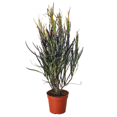 Croton 'Picasso' live houseplant