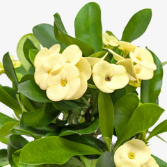 Crown of Thorns - photo 2