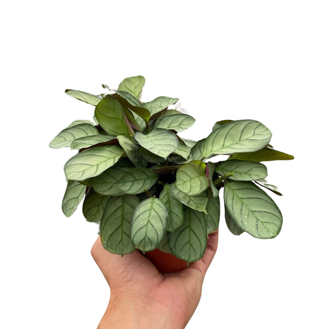 Ctenanthe burle-marxii 'Amagris' live houseplant