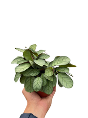 Ctenanthe burle-marxii 'Amagris' - photo 3