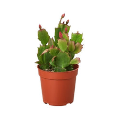 Zygocactus 'Christmas Cactus' live houseplant