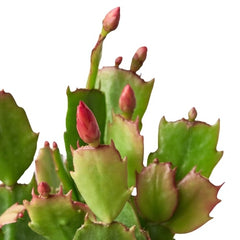 Zygocactus 'Christmas Cactus' - photo 2