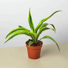 Dracaena 'Lemon Lime' live houseplant