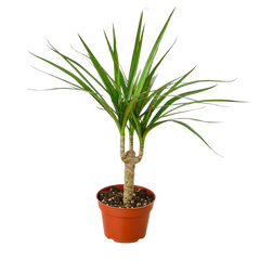 Dracaena 'Marginata Cane' live houseplant