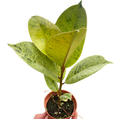 Ficus 'shivereana' (Moonshine) live houseplant