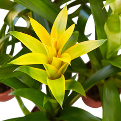 Guzmania Bromeliad 'Yellow' - photo 2