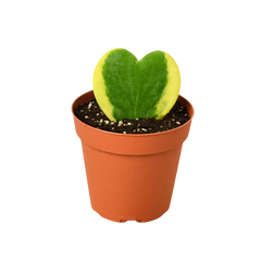 Hoya 'Sweetheart Variegated' live houseplant