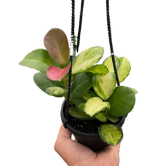 Hoya 'Lisa' live houseplant