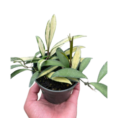 Hoya Wayetii Variegated live houseplant