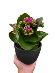 Kalanchoe 'Blossfeldiana' - photo 2
