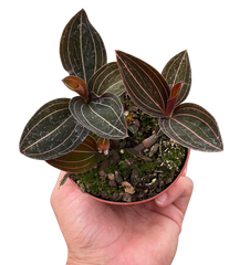 Ludisia Discolor live houseplant