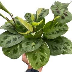 Maranta Variegated 'Beauty Kim' live houseplant